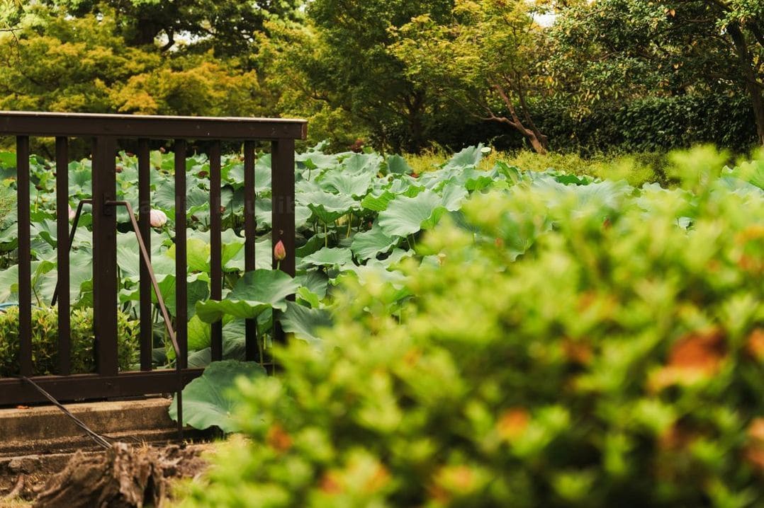 Jardin Équilibre 12